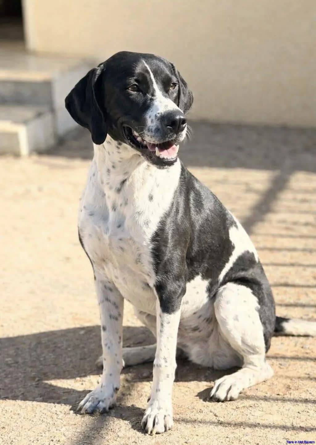 Balu, male young Pointer for adoption at Hundesuche Tiere in Not Bayern
