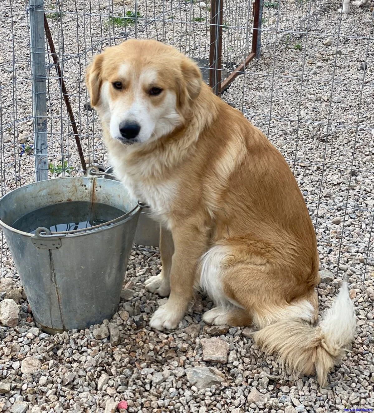 Bello, male young Mixed Breed for adoption at Hundesuche Tiere in Not Bayern