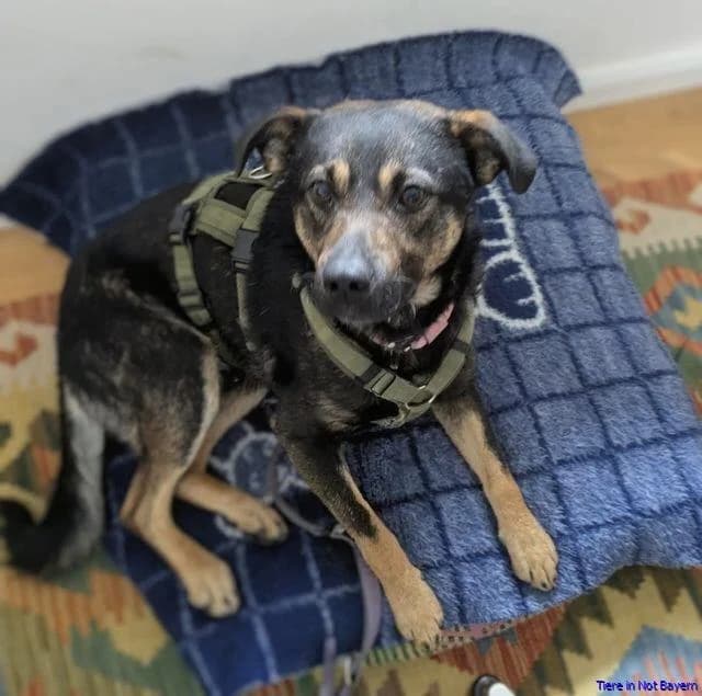 Bobby-Mario, male young Mixed Breed for adoption at Hundesuche Tiere in Not Bayern