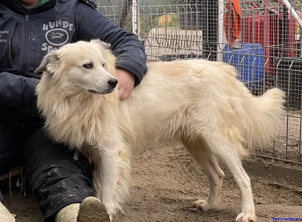 Bobby, male senior Mixed Breed for adoption at Hundesuche Tiere in Not Bayern