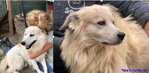Bobby, male senior Mixed Breed for adoption at Hundesuche Tiere in Not Bayern