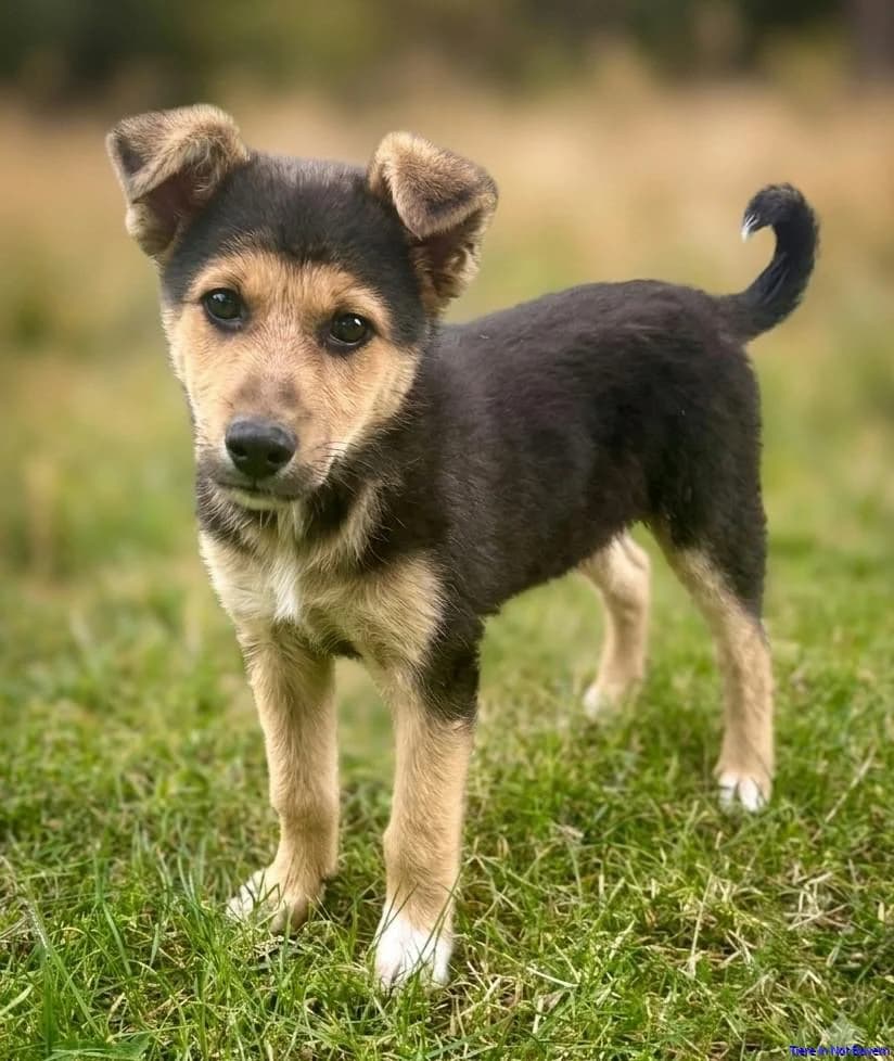 Bobica, female puppy German Shepherd for adoption at Hundesuche Tiere in Not Bayern