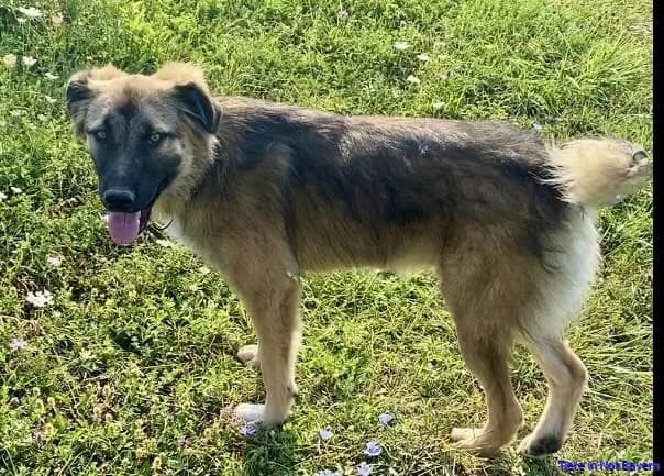 Brundo, young Mixed Breed for adoption at Hundesuche Tiere in Not Bayern