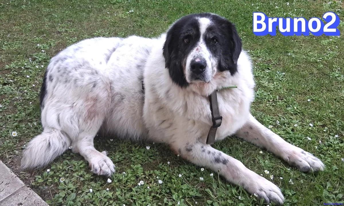 Bruno, male senior Mixed Breed for adoption at Hundesuche Tiere in Not Bayern
