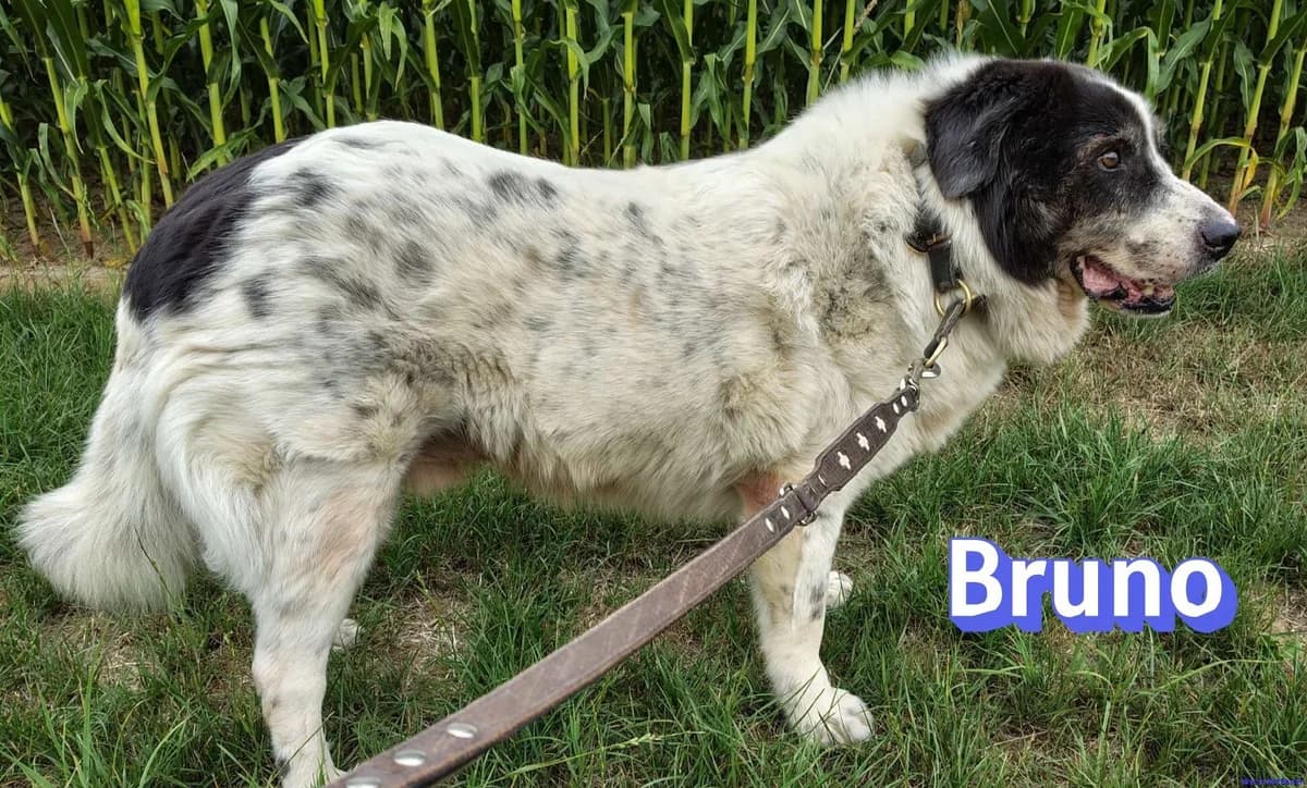 Bruno, male Mixed Breed for adoption at Hundesuche Tiere in Not Bayern
