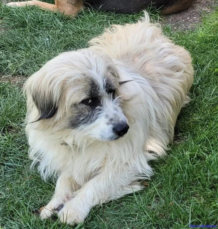 Can, male young Mixed Breed for adoption at Hundesuche Tiere in Not Bayern
