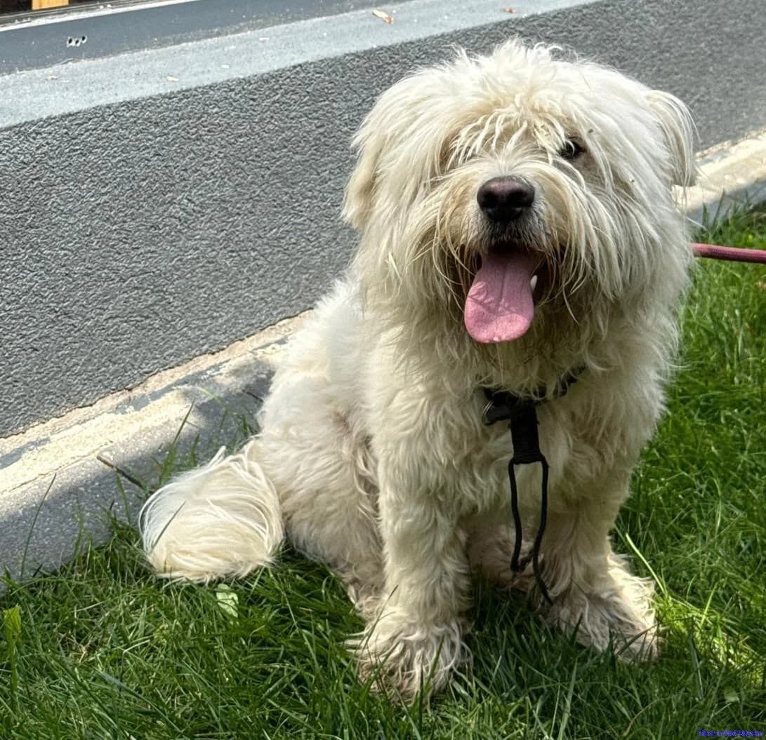 Casper, male young Mixed Breed for adoption at Hundesuche Tiere in Not Bayern