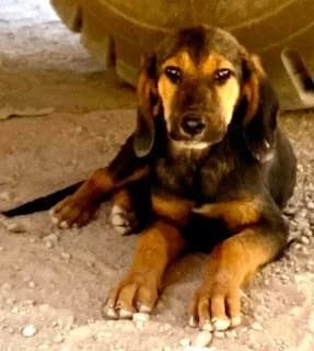 Cecka, puppy Mixed Breed for adoption at Hundesuche Tiere in Not Bayern