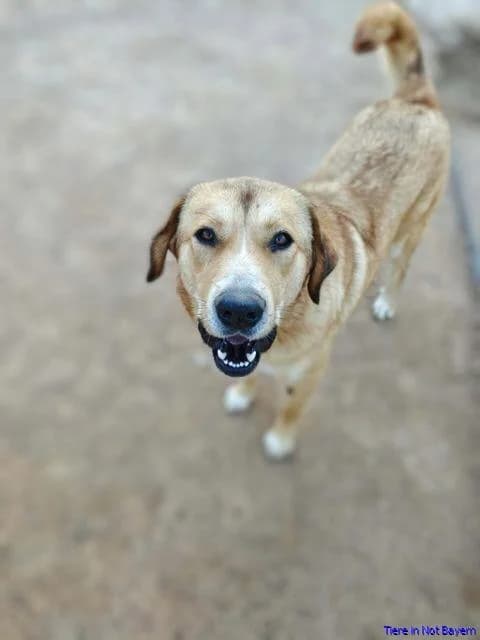 Charlotte, female puppy Mixed Breed for adoption at Hundesuche Tiere in Not Bayern