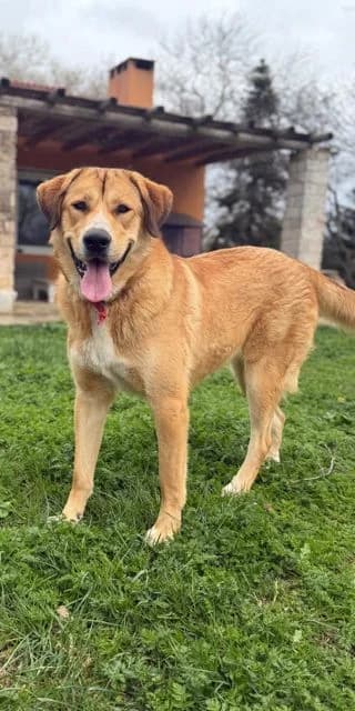 Charlotte, female puppy Mixed Breed for adoption at Hundesuche Tiere in Not Bayern