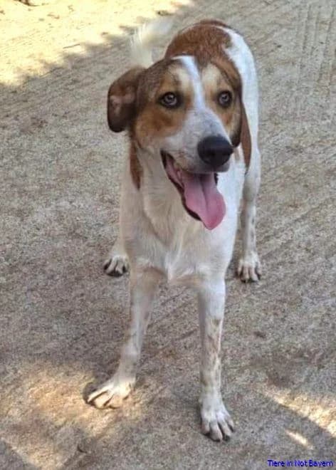 Cherry-Berry, male 3yo Mixed Breed for adoption at Hundesuche Tiere in Not Bayern