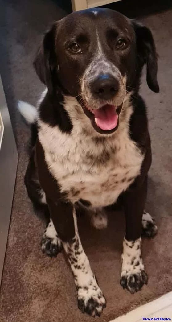 Chester, senior Mixed Breed for adoption at Hundesuche Tiere in Not Bayern