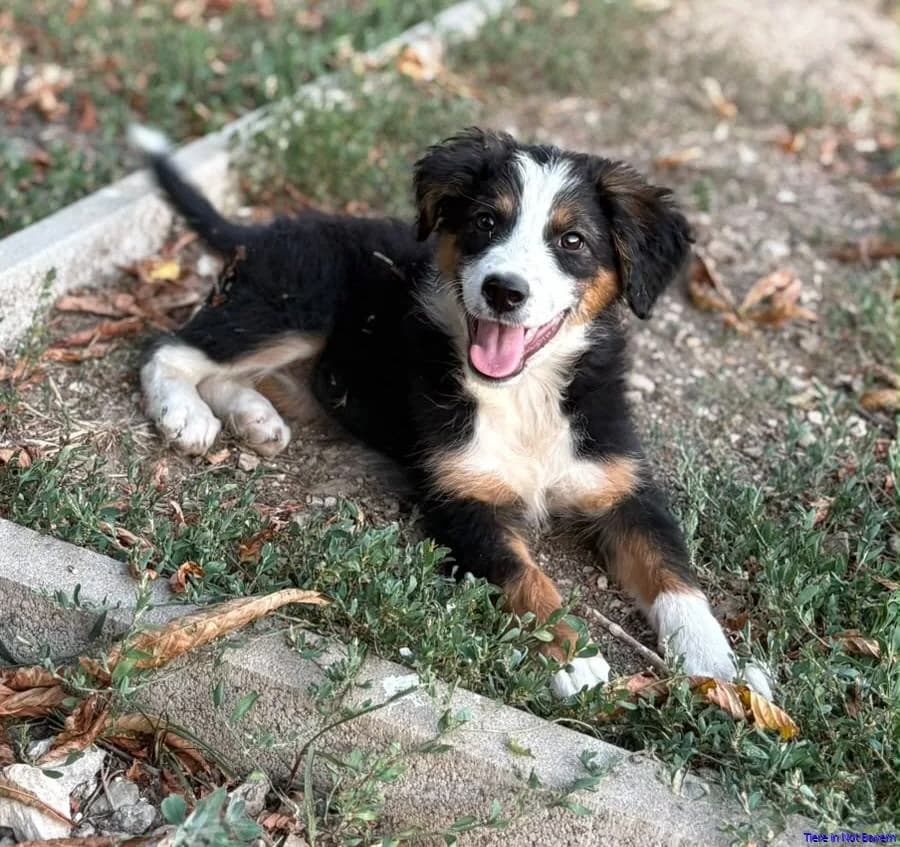 Coco, female puppy Mixed Breed for adoption at Hundesuche Tiere in Not Bayern