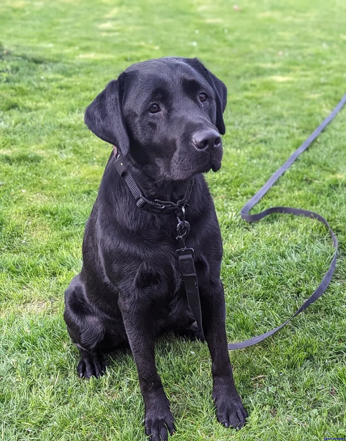 Cooper, male 6yo Labrador Retriever for adoption at Hundesuche Tiere in Not Bayern