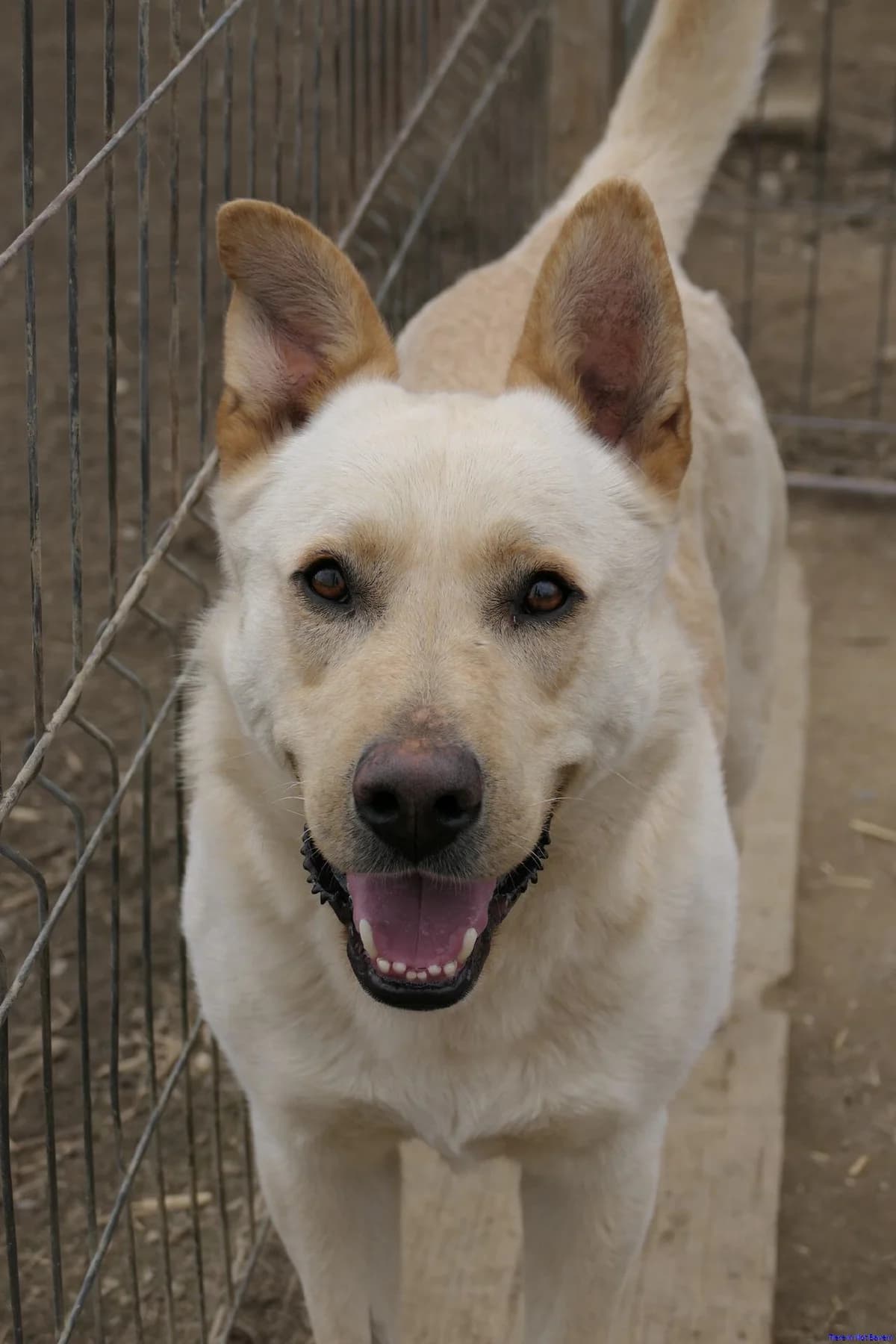 Cublet, male 4yo Mixed Breed for adoption at Hundesuche Tiere in Not Bayern