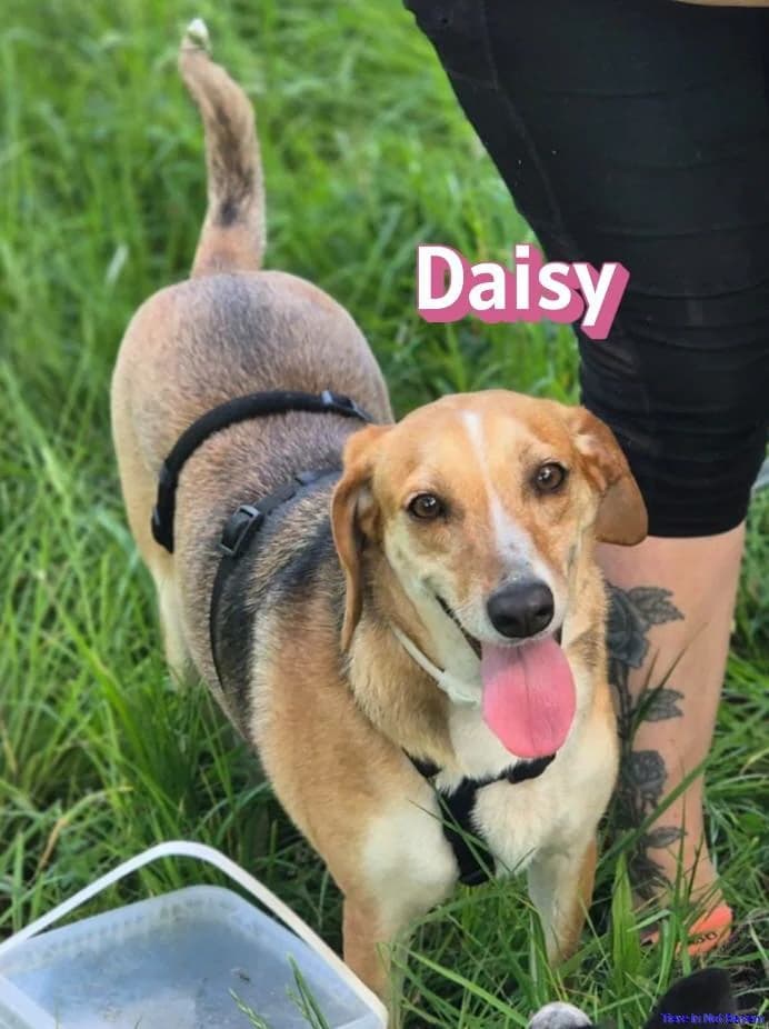 Daisy, female Beagle for adoption at Hundesuche Tiere in Not Bayern