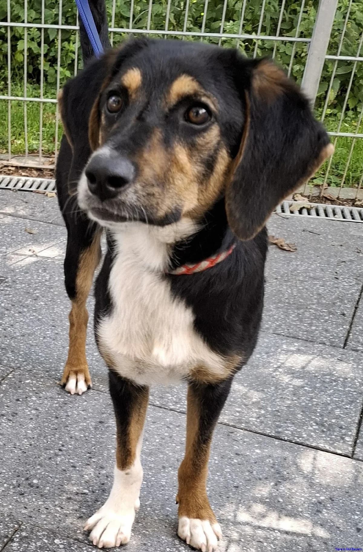 Daisy, young Mixed Breed for adoption at Hundesuche Tiere in Not Bayern