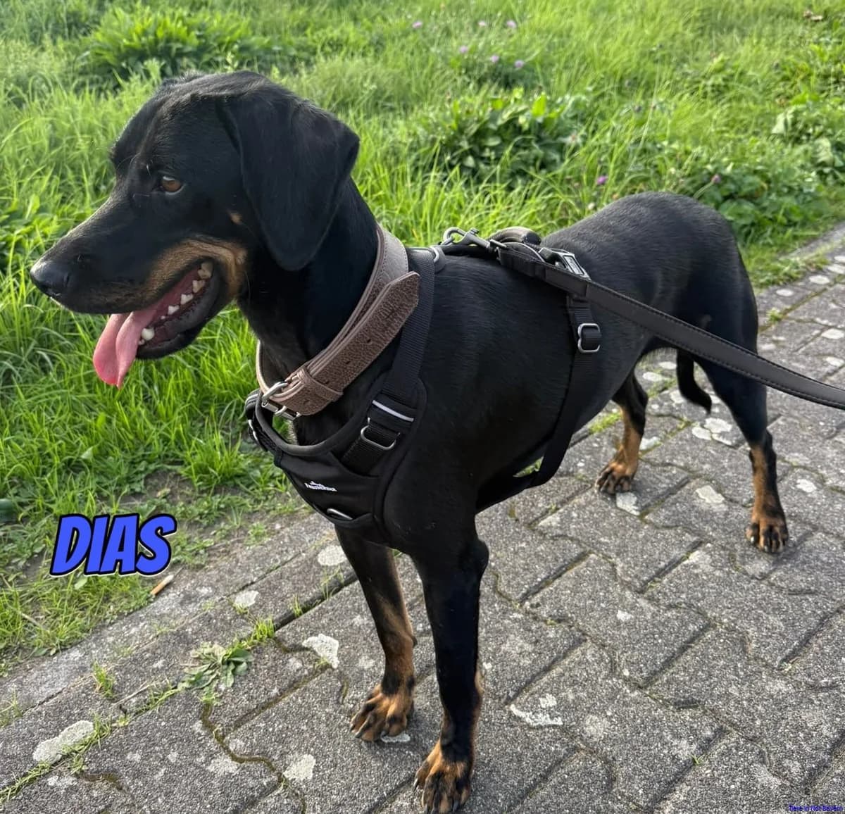 Dias, male young Mixed Breed for adoption at Hundesuche Tiere in Not Bayern