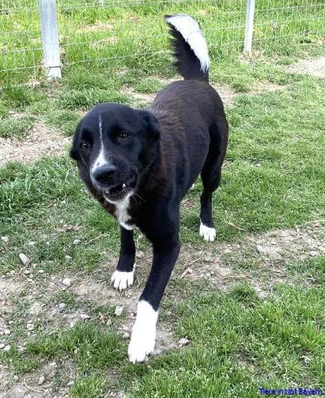 Dino, male young Border Collie for adoption at Hundesuche Tiere in Not Bayern