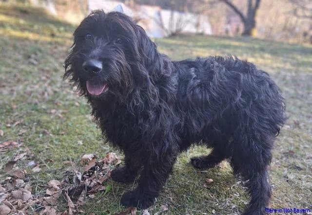Dora, female Mixed Breed for adoption at Hundesuche Tiere in Not Bayern