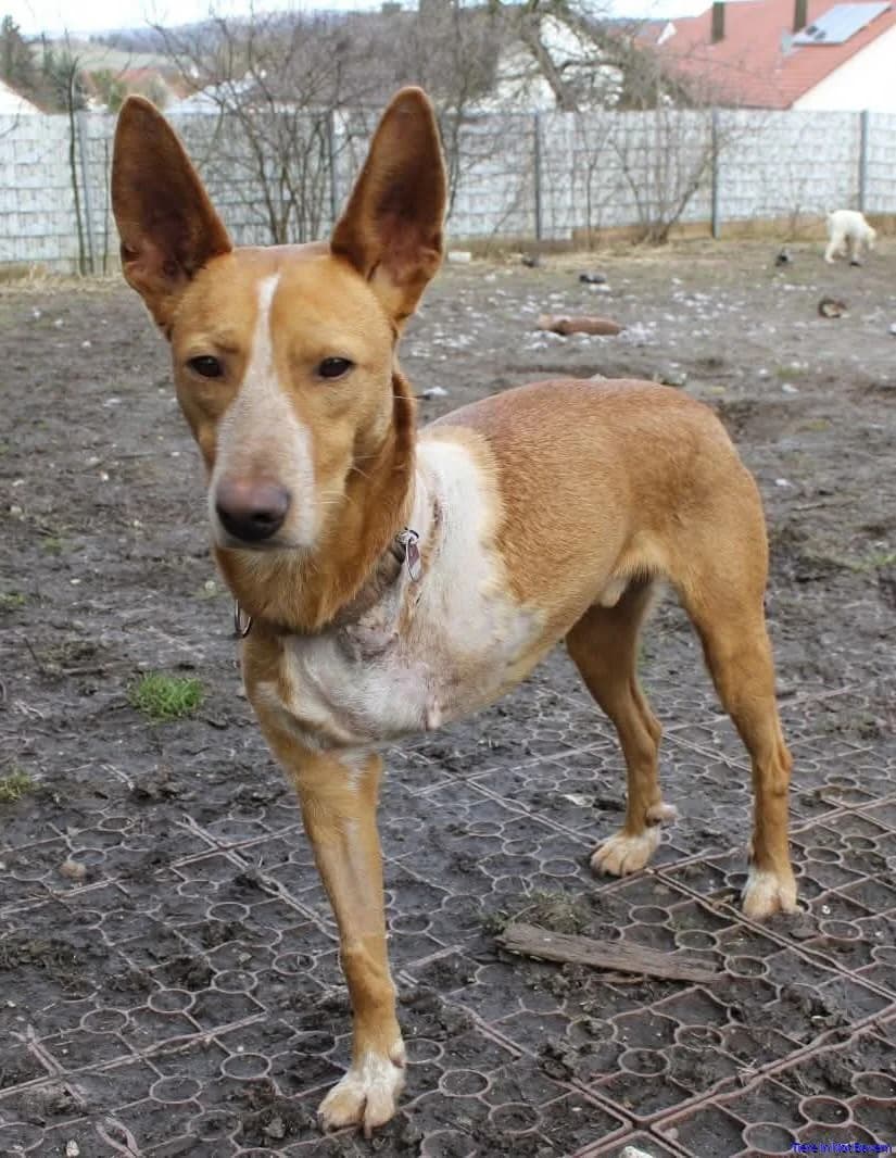Elio, male young Mixed Breed for adoption at Hundesuche Tiere in Not Bayern