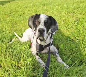Elpida, female senior Pointer for adoption at Hundesuche Tiere in Not Bayern