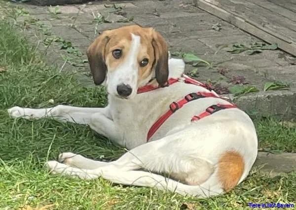 Emine, male puppy Mixed Breed for adoption at Hundesuche Tiere in Not Bayern