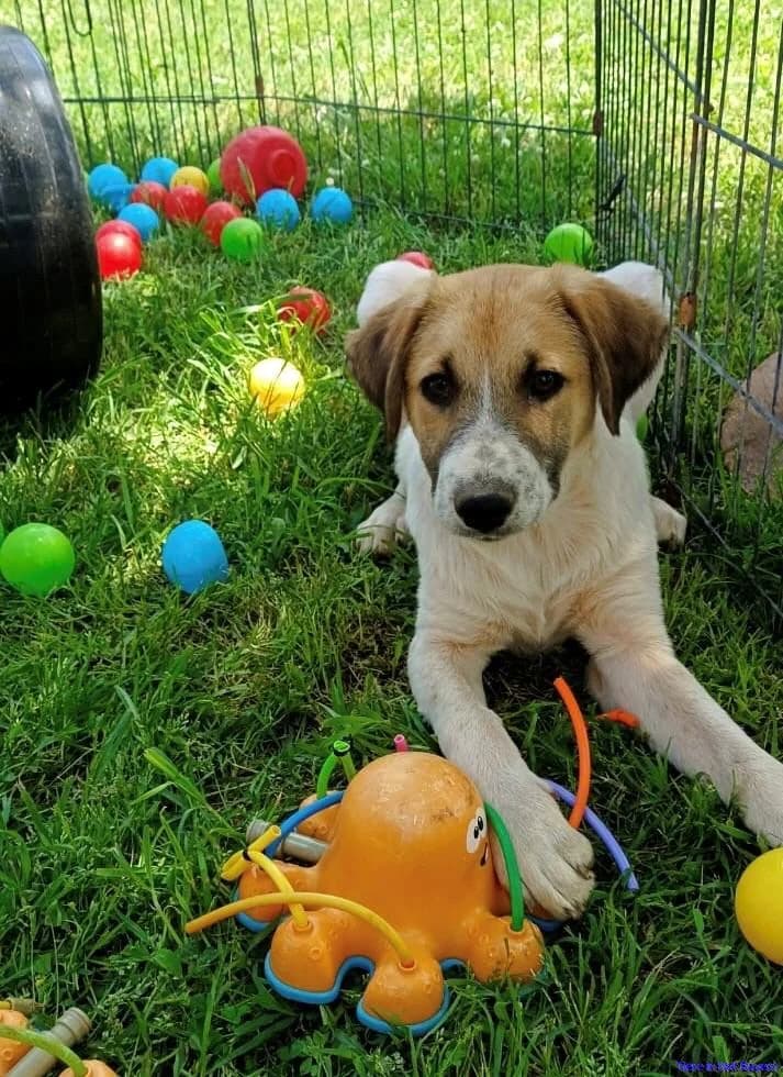 Enzo, hellbraun male puppy Mixed Breed for adoption at Hundesuche Tiere in Not Bayern