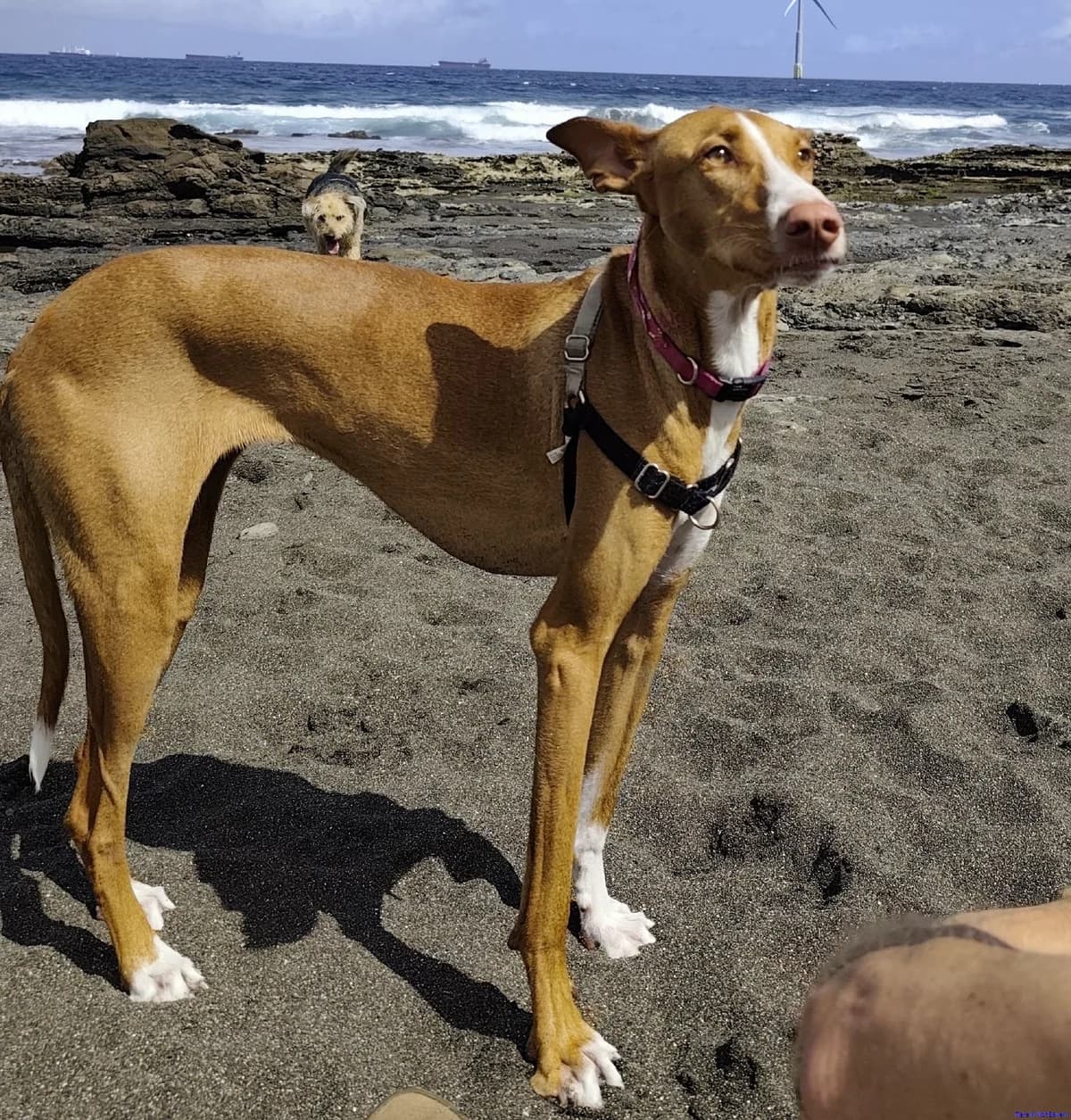 Frida, female young Podenco for adoption at Hundesuche Tiere in Not Bayern