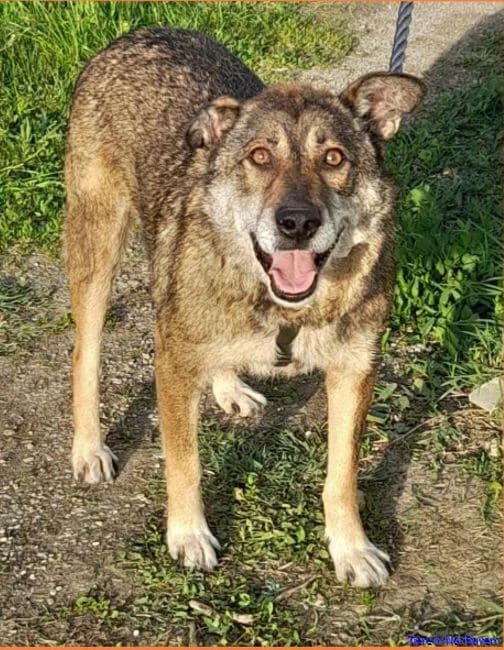 Fritzi, male senior Mixed Breed for adoption at Hundesuche Tiere in Not Bayern