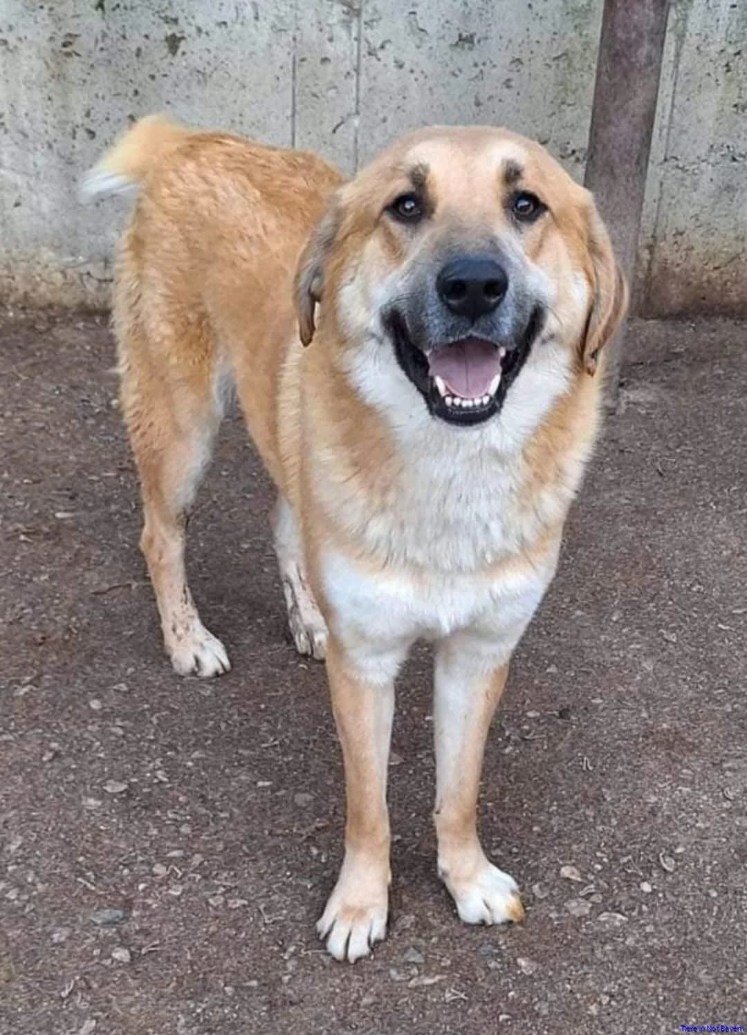 Ginger, male 4yo Mixed Breed for adoption at Hundesuche Tiere in Not Bayern