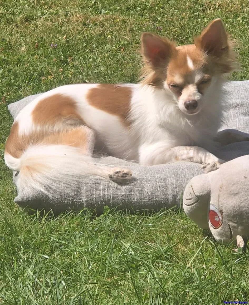 Gizmo, male young Pomeranian for adoption at Hundesuche Tiere in Not Bayern