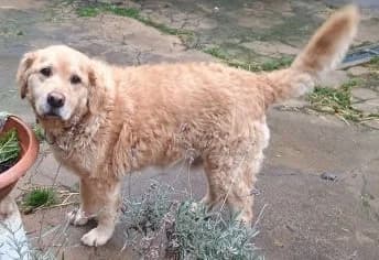 Gogi, golden male senior Golden Retriever for adoption at Hundesuche Tiere in Not Bayern