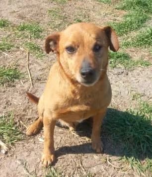 Hans, male senior Dachshund for adoption at Hundesuche Tiere in Not Bayern