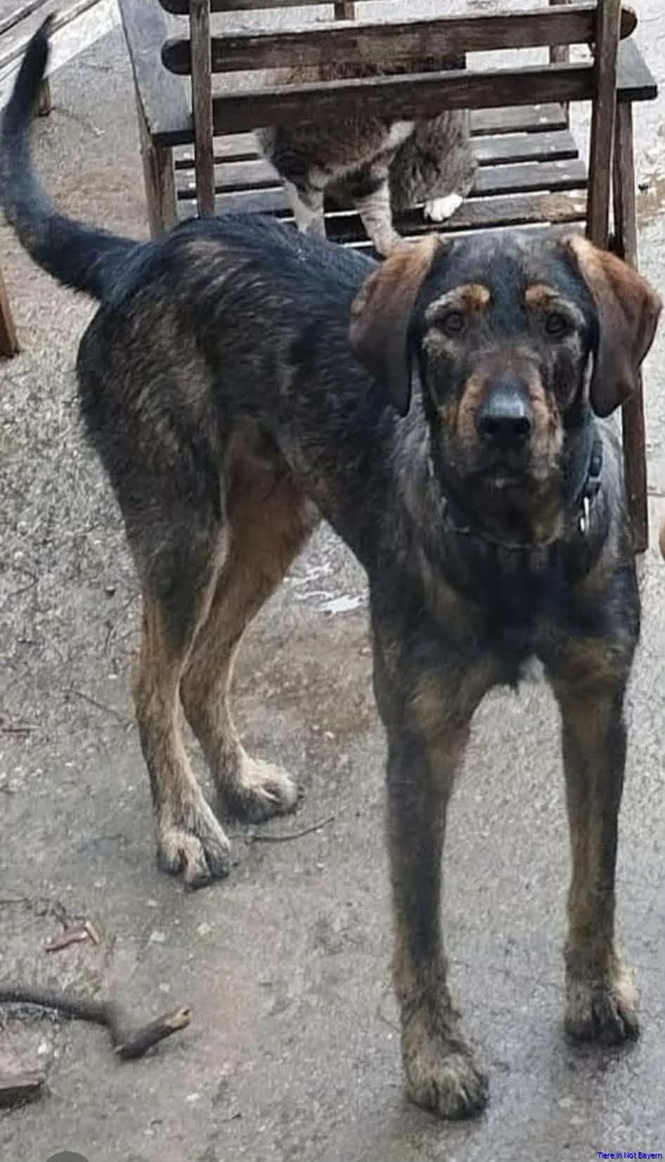 Hermes, male 3yo Mixed Breed for adoption at Hundesuche Tiere in Not Bayern