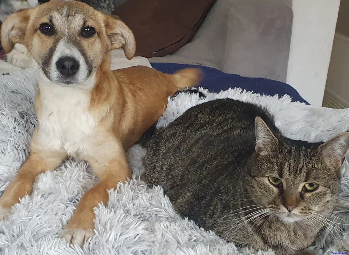 Holly, male senior Mixed Breed for adoption at Hundesuche Tiere in Not Bayern