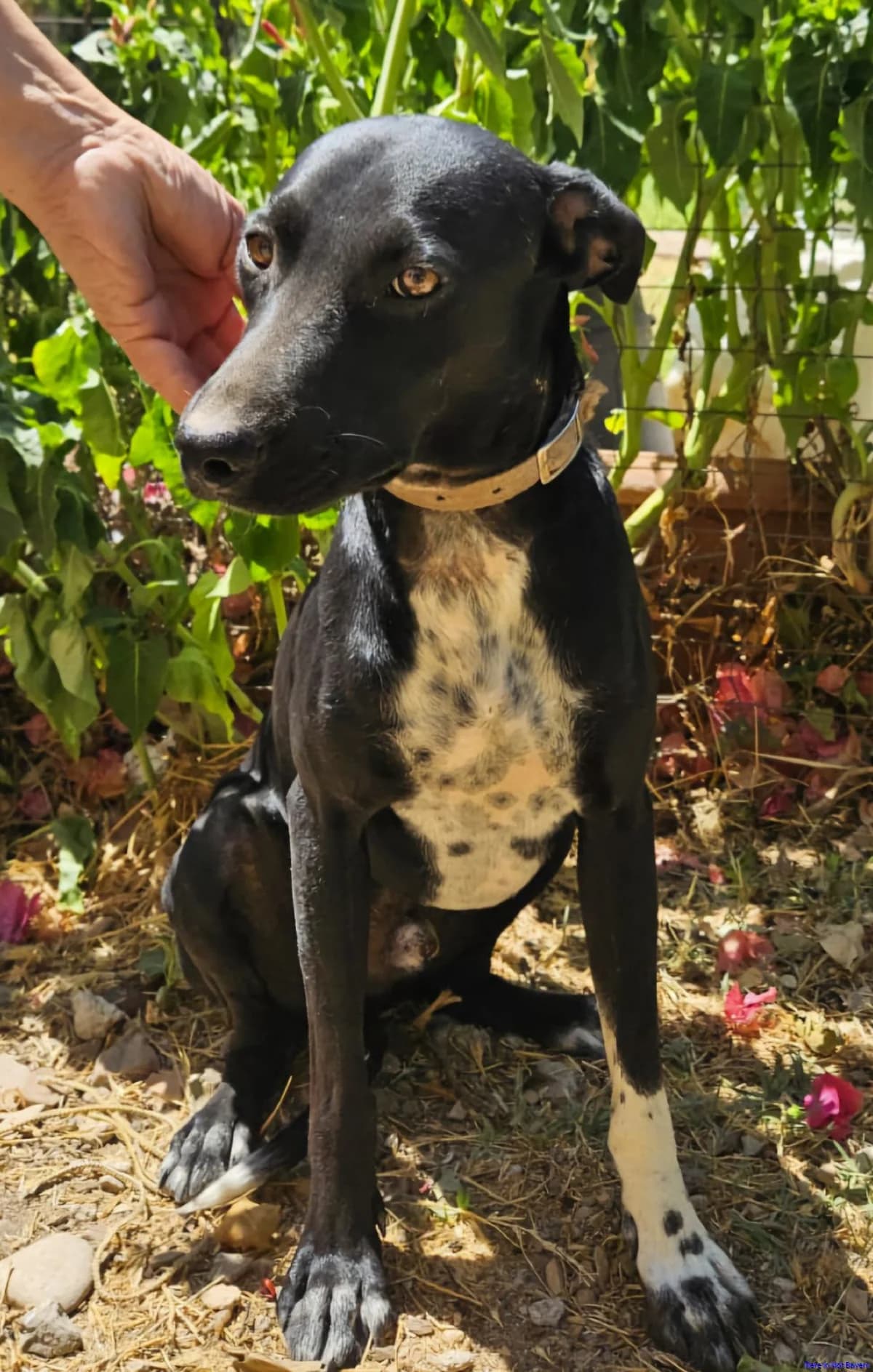 Jaques, male 5yo Mixed Breed for adoption at Hundesuche Tiere in Not Bayern