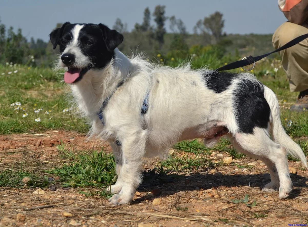 Jim, male 3yo Mixed Breed for adoption at Hundesuche Tiere in Not Bayern