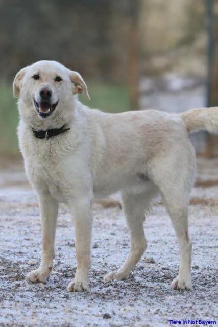 Kalle, male Mixed Breed for adoption at Hundesuche Tiere in Not Bayern