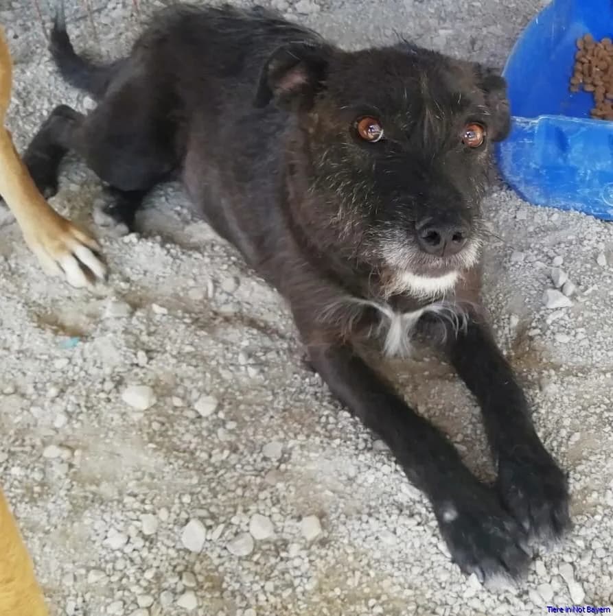 Kara, female 7yo Mixed Breed for adoption at Hundesuche Tiere in Not Bayern