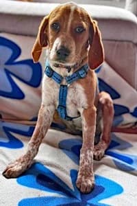 Kathi, female young Mixed Breed for adoption at Hundesuche Tiere in Not Bayern