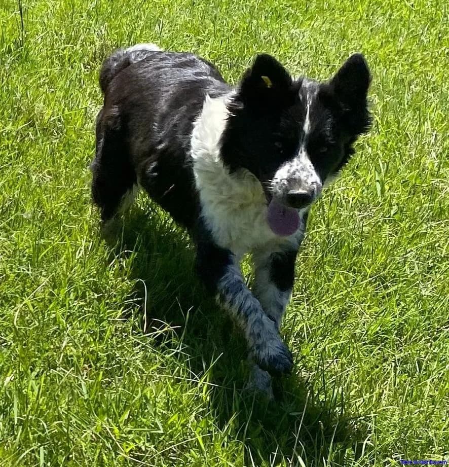 Kolli, female young Border Collie for adoption at Hundesuche Tiere in Not Bayern
