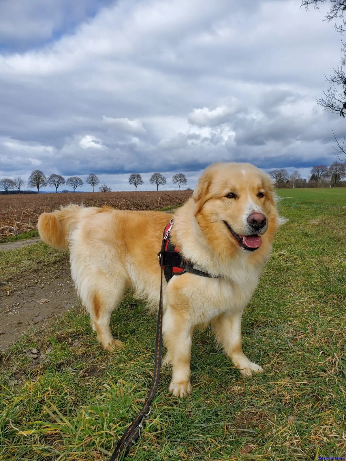 Kyma, male 5yo Mixed Breed for adoption at Hundesuche Tiere in Not Bayern