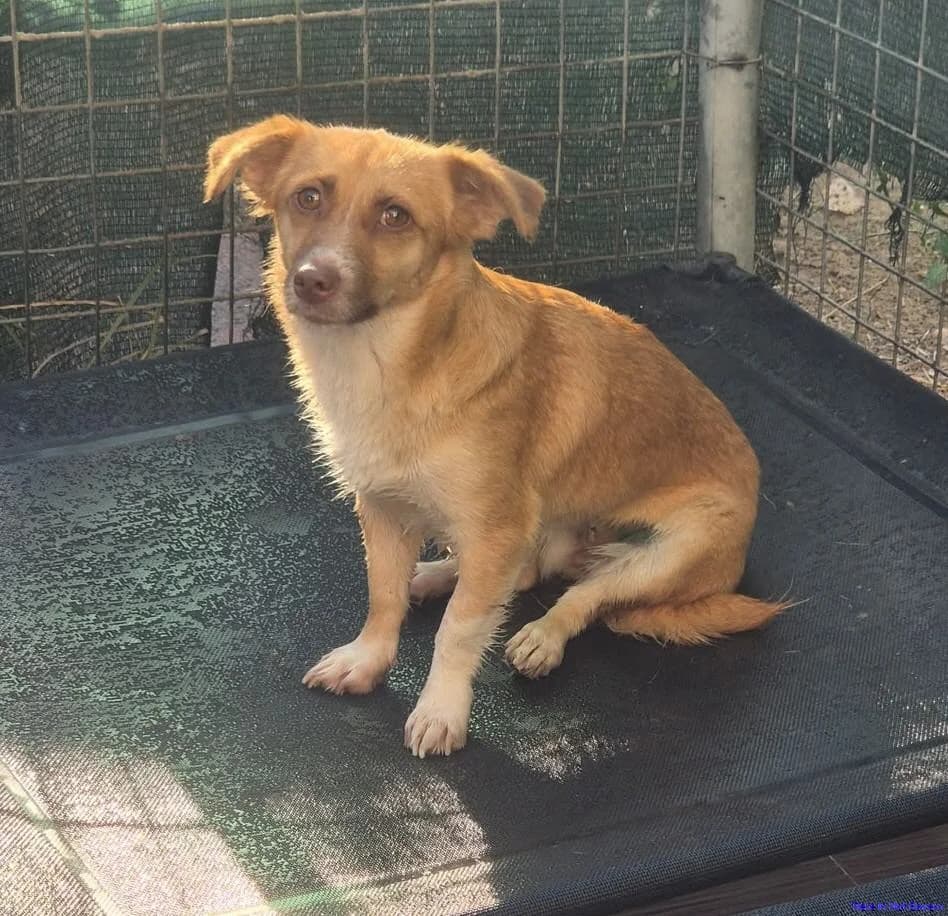 Lea, female young Mixed Breed for adoption at Hundesuche Tiere in Not Bayern