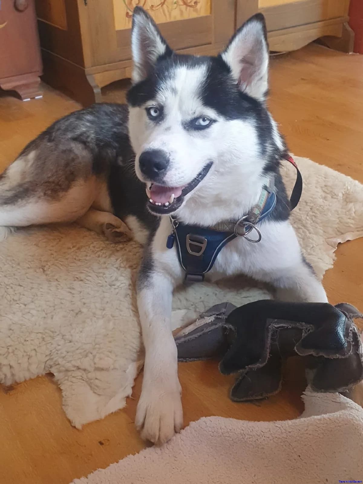 Leo, male 3yo Husky for adoption at Hundesuche Tiere in Not Bayern