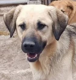Leon, male 5yo Mixed Breed for adoption at Hundesuche Tiere in Not Bayern