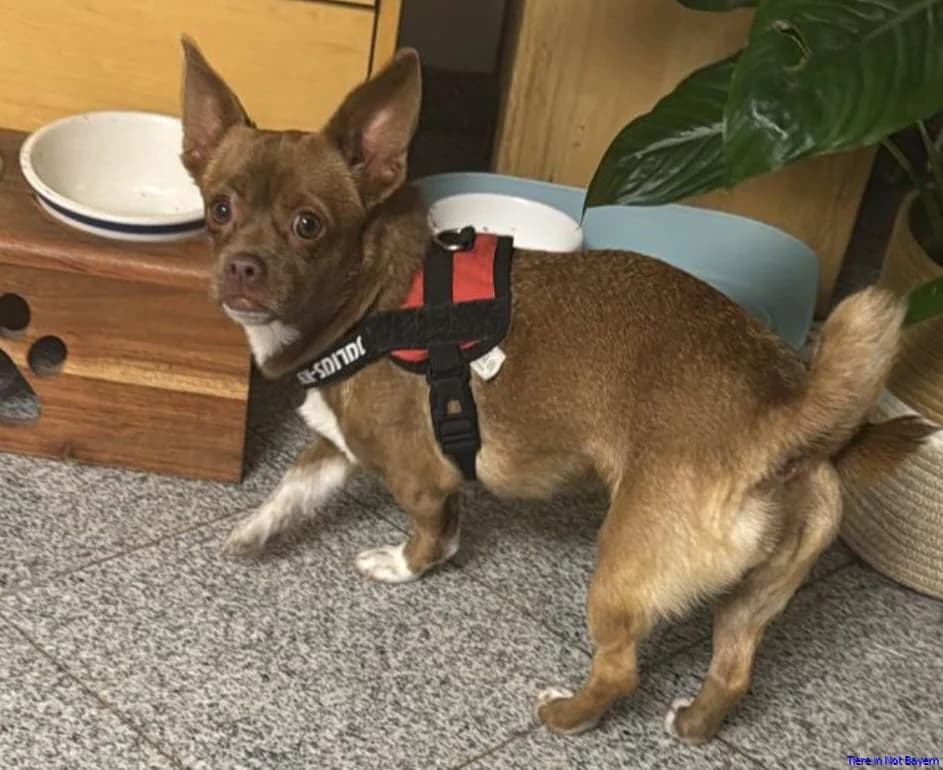 Lilly, female 3yo Chihuahua for adoption at Hundesuche Tiere in Not Bayern