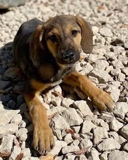 Linda, puppy Mixed Breed for adoption at Hundesuche Tiere in Not Bayern