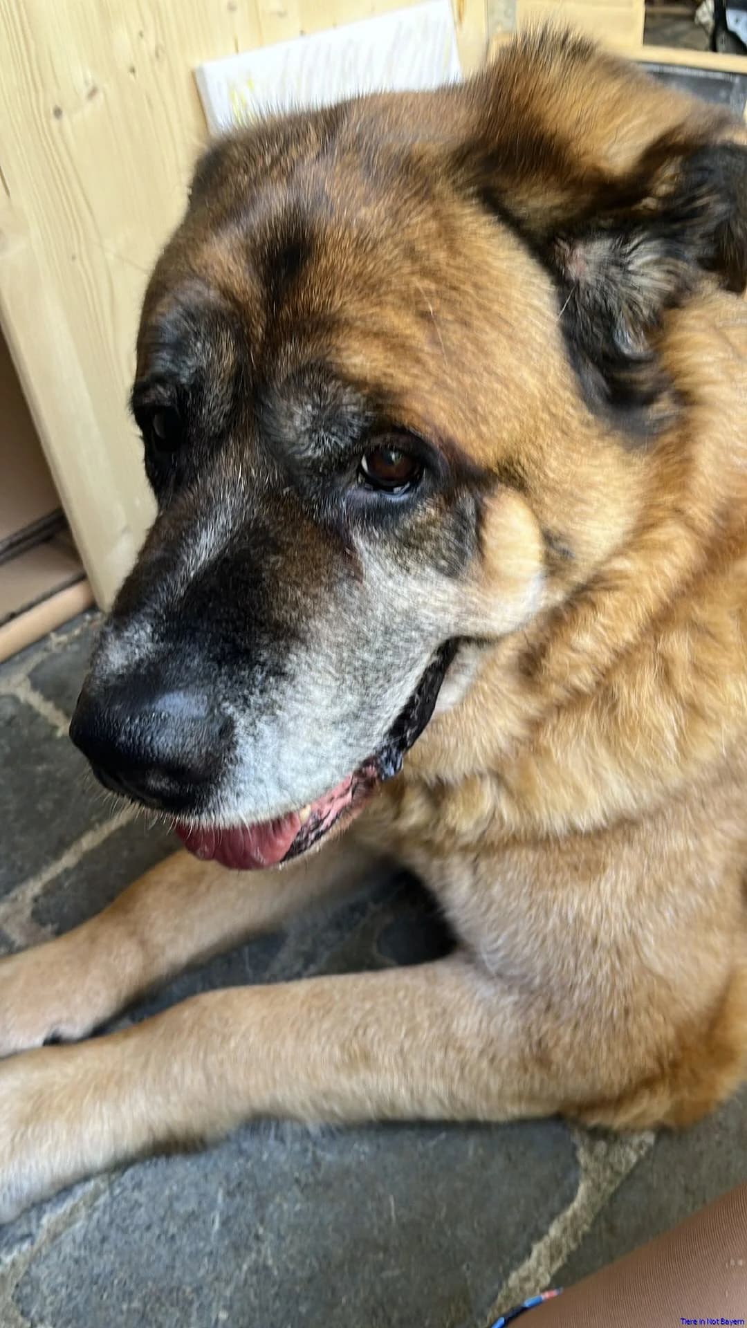 Loki, male senior Saint Bernard for adoption at Hundesuche Tiere in Not Bayern