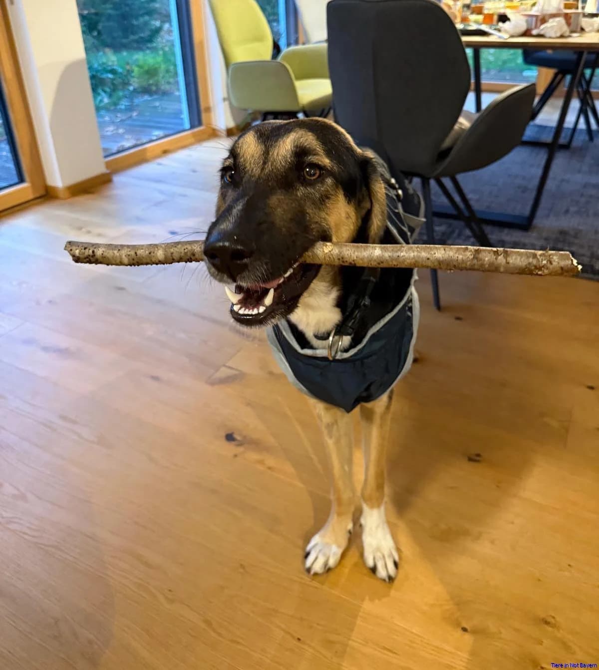 Lucky, male young Mixed Breed for adoption at Hundesuche Tiere in Not Bayern